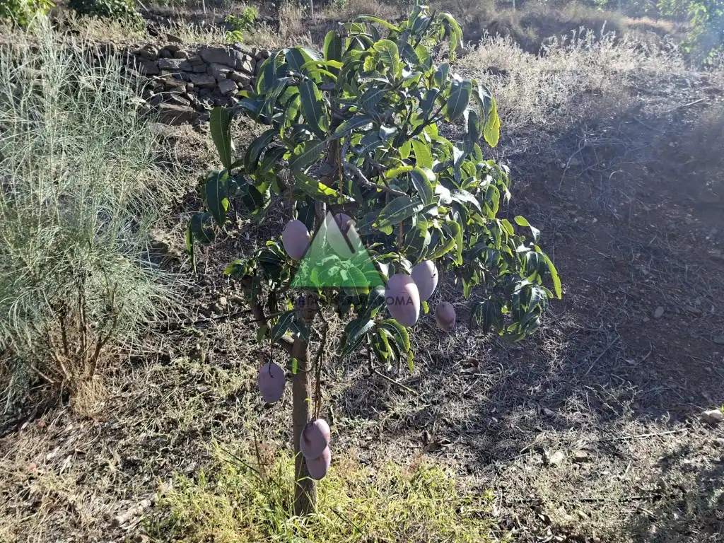 Jardí de Casa o xalet en venda en Vélez-Málaga
