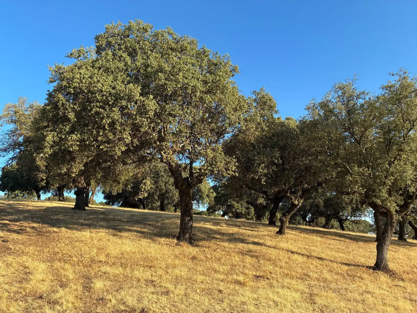 Rural land for sale in Mohedas de la Jara, imagen 7