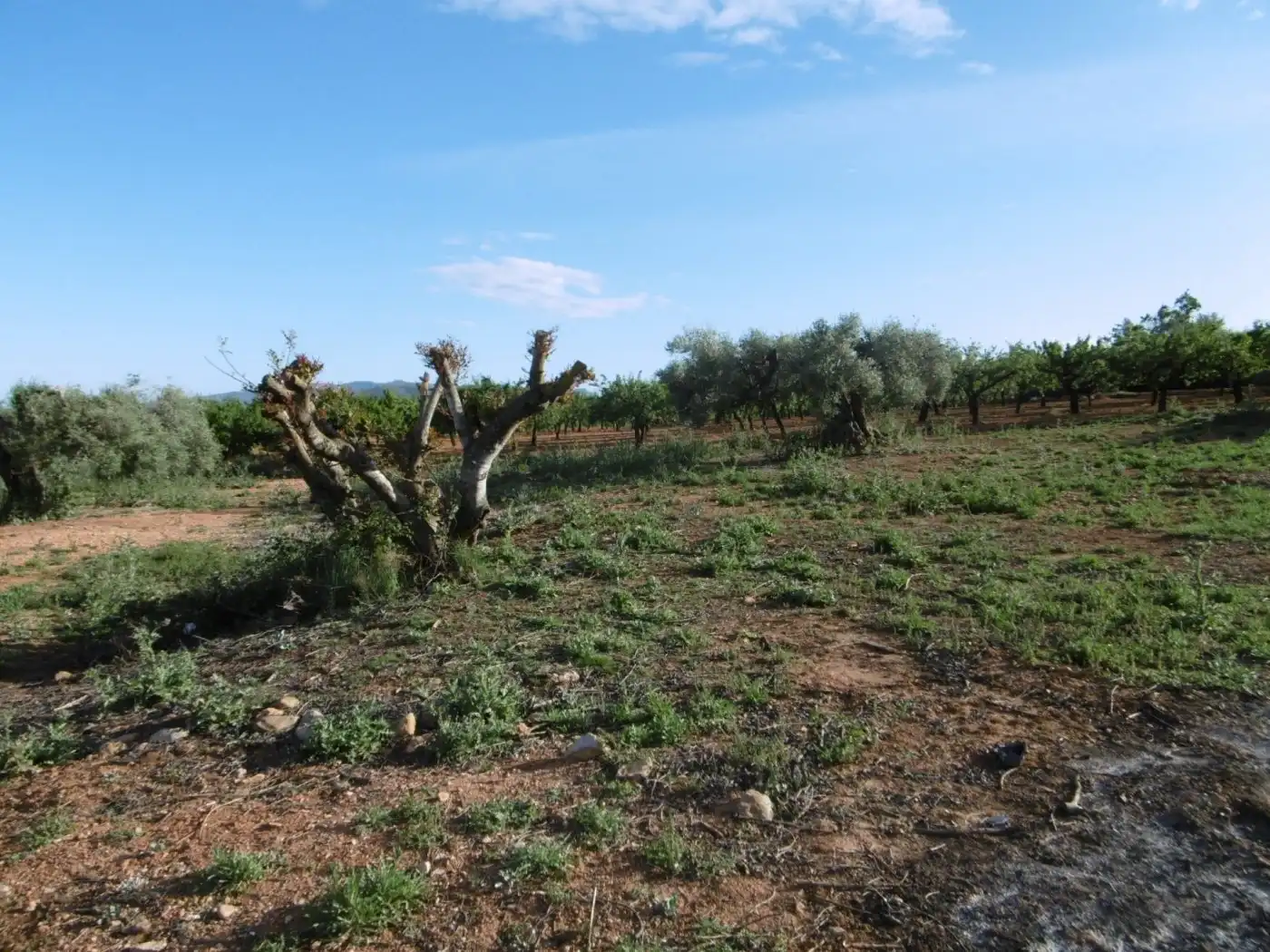 Terrenys i solars en venda a Vall d'Alba, imagen 5