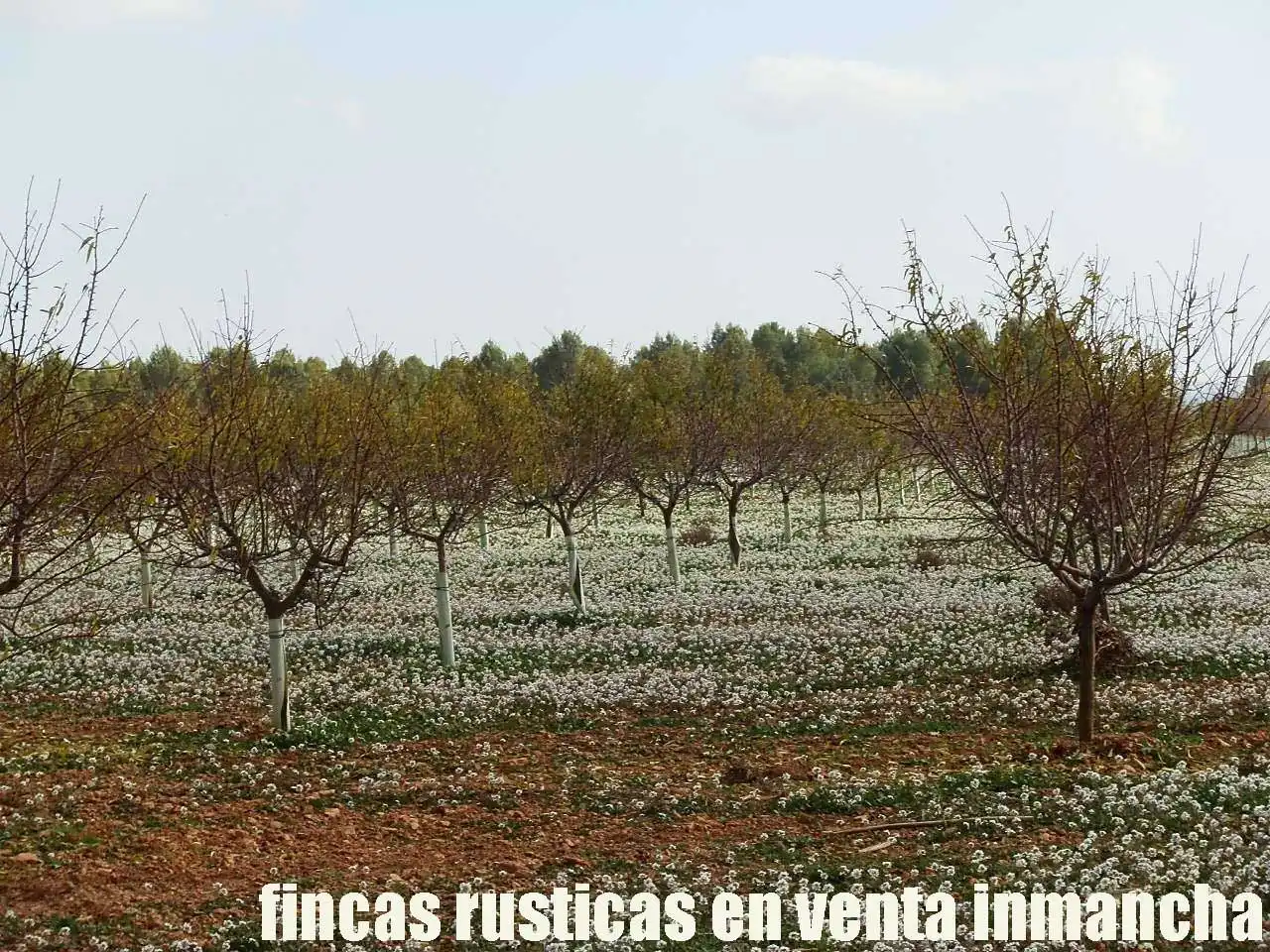 Terreno rústico en venta en Tomelloso, imagen 6