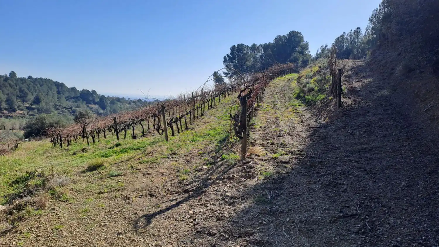 Finca rústica en venda en Castellvell del Camp
