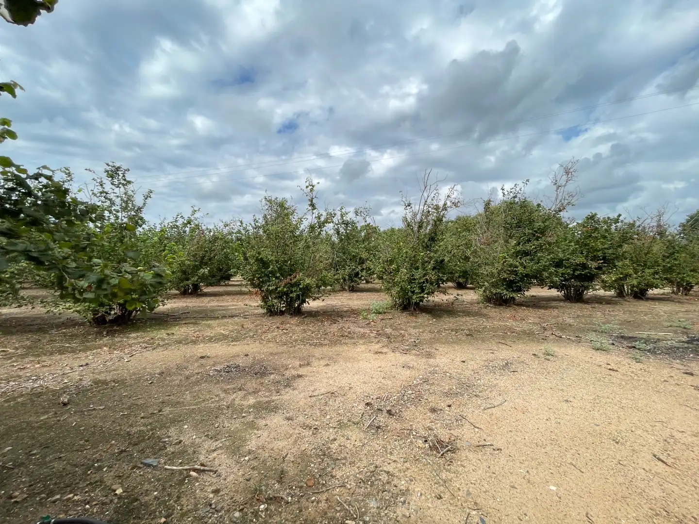 Finca rústica en venta en Carrer de Sant Antoni, 95, Riudoms