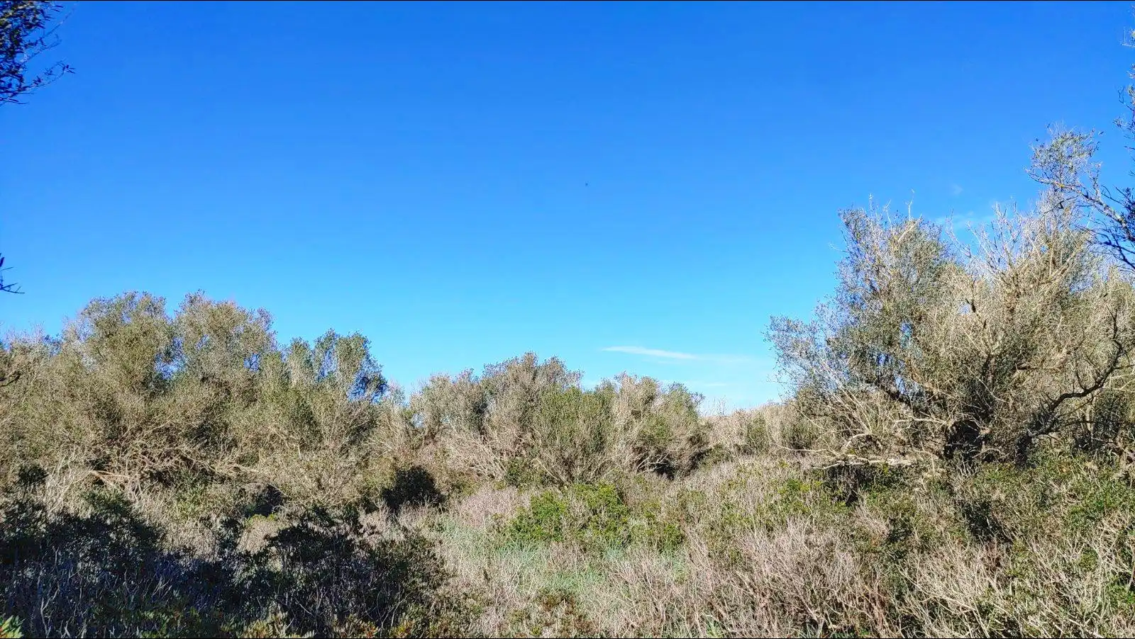 Terrenys i solars en venda a Felanitx Poble, imagen 20