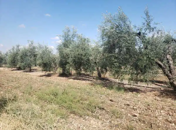 Rural land for sale in Arahal, imagen 3
