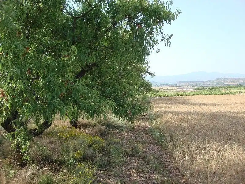 Terrenys i solars en venda a Alberite