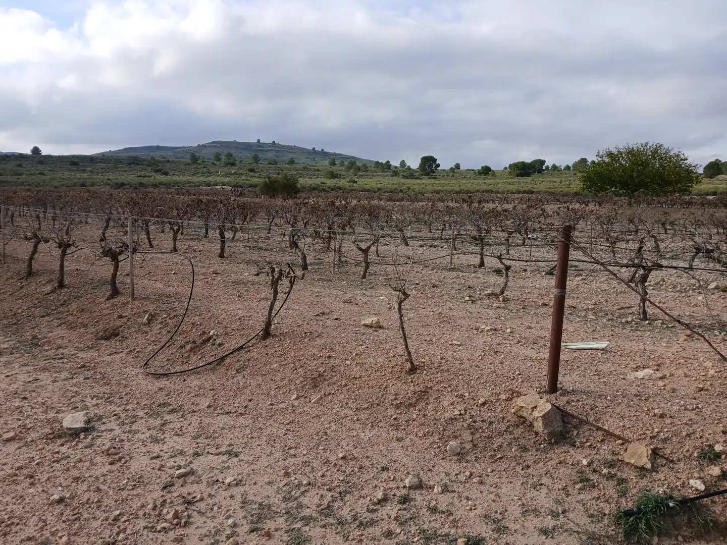 Residential land for sale in Yecla, imagen 25