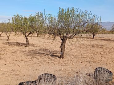 Terreno rustico in vendita a La Pinilla - Las Palas