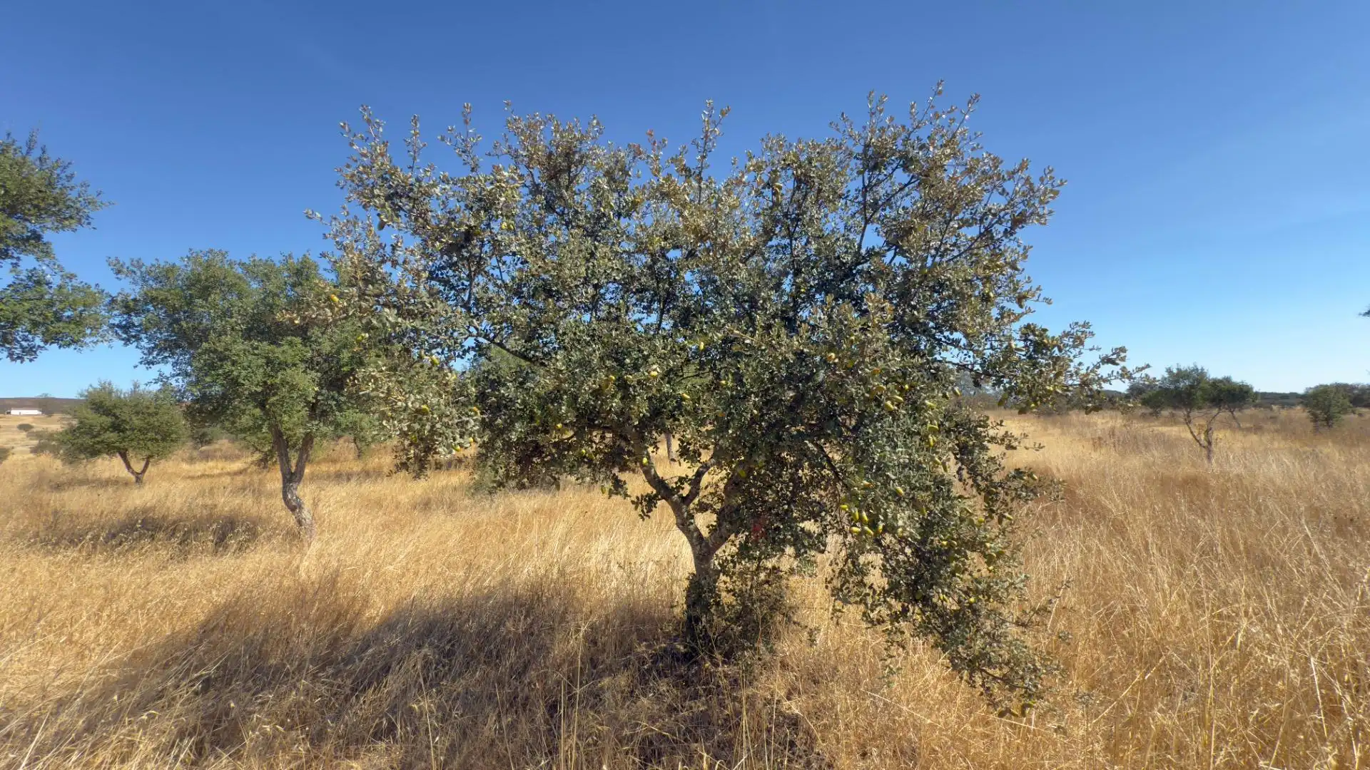 Finca rústica en venda en El Cerro de Andévalo