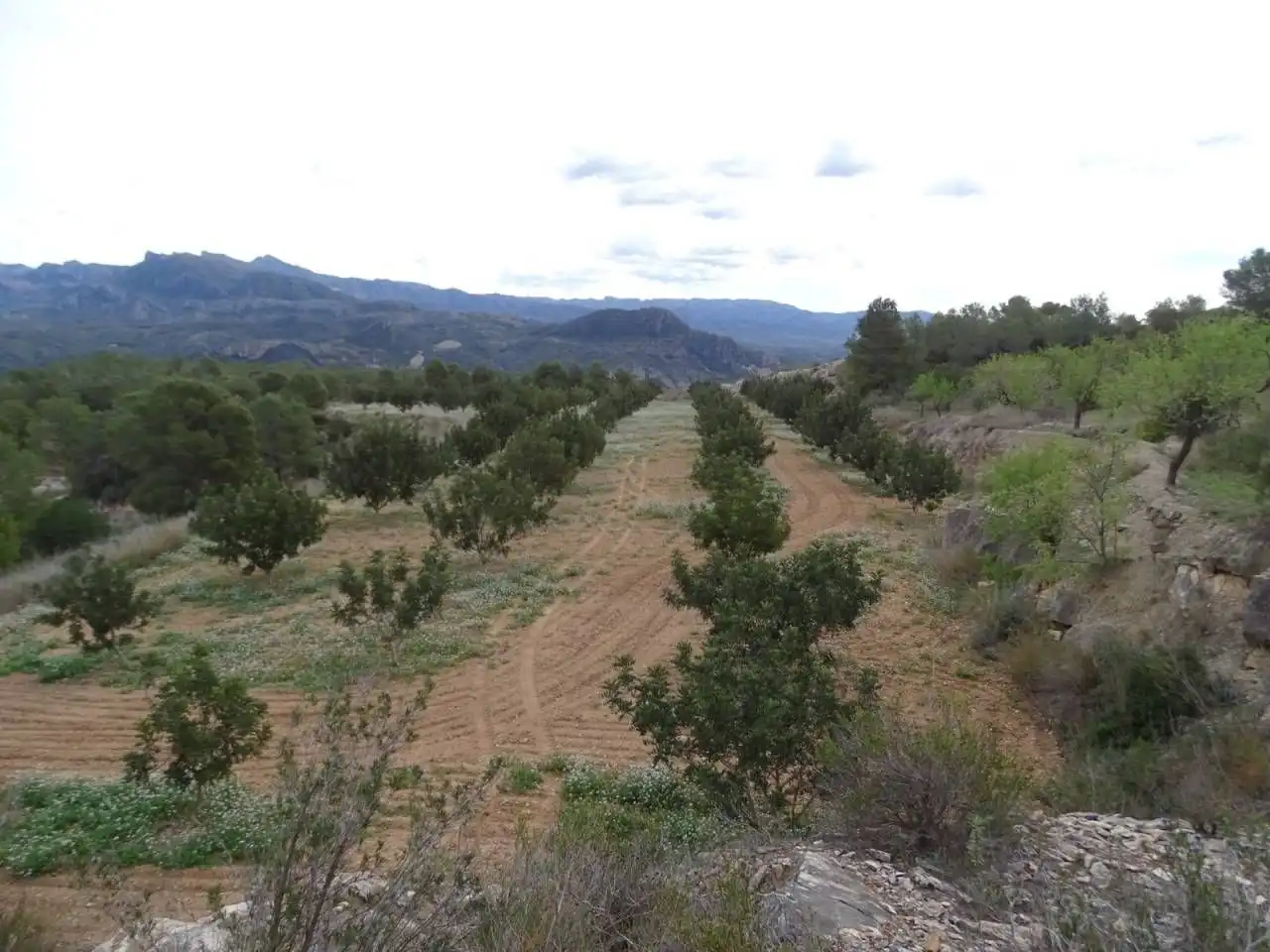 Terrain résidentiel à vendre à Xerta, imagen 9