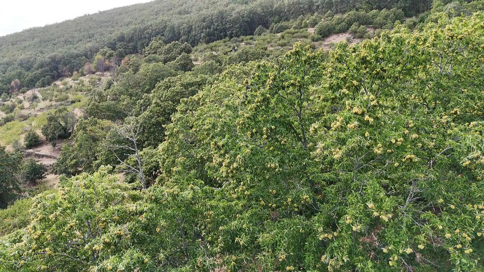 Terrain rustique à vendre à Avenida Extremadura 72, imagen 7