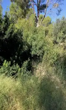 Terreni e lotti in vendita a Riudecanyes, imagen 5