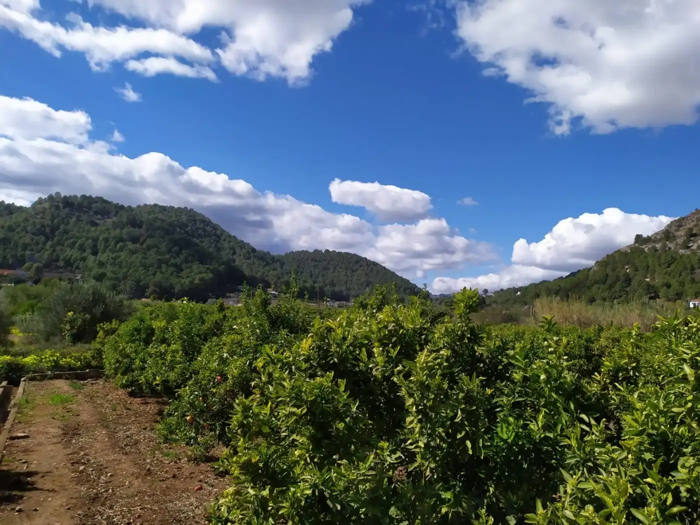 Rural land for sale in Camino Preventorio caseta del senyoret, imagen 8