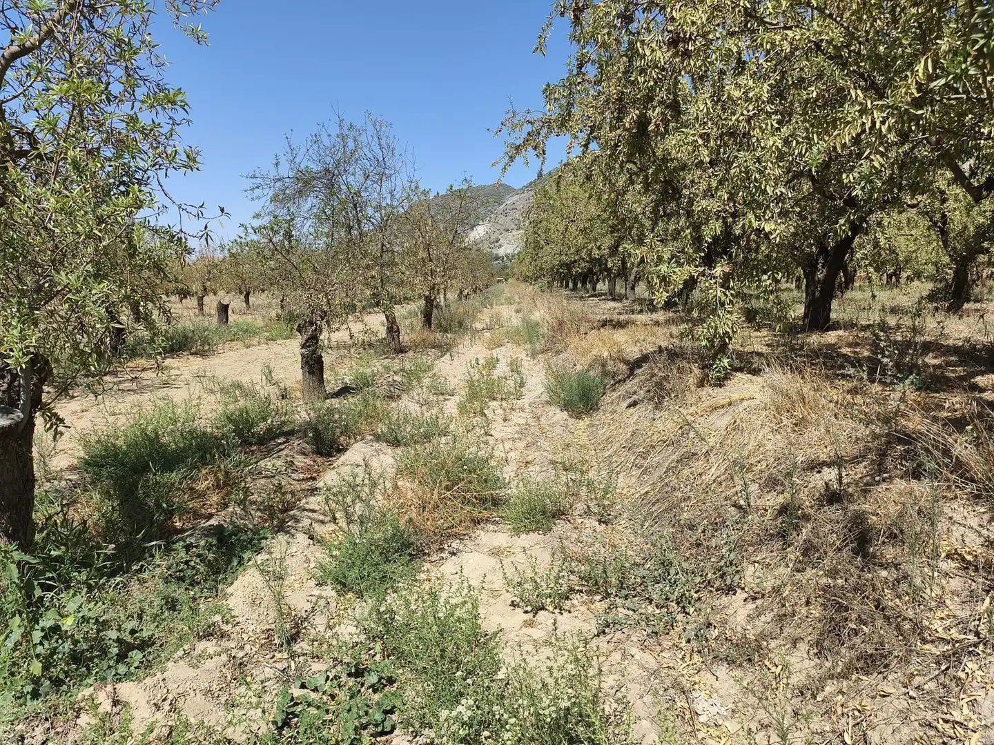 Rural land for sale in 2C55+9GC Cozvijar 0, imagen 11