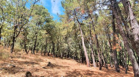 Foto 3 de Terreno en venta en Jarandilla de la Vera, Cáceres