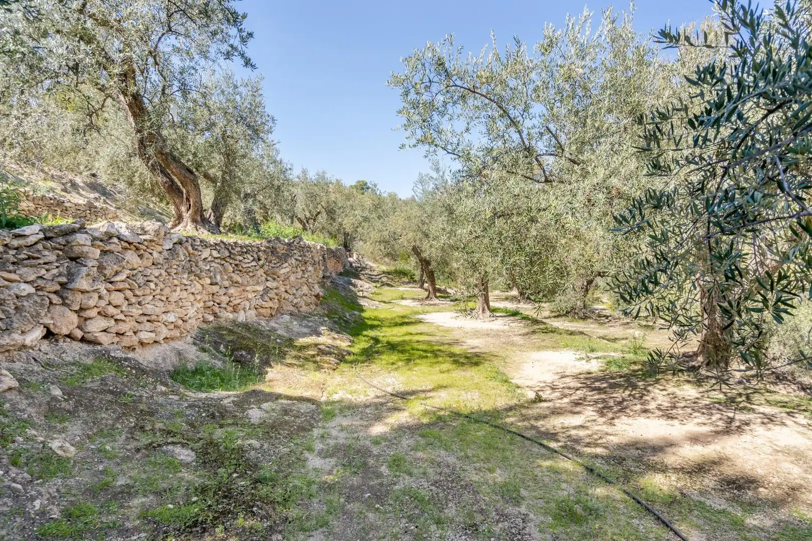Land for sale in El Pinar