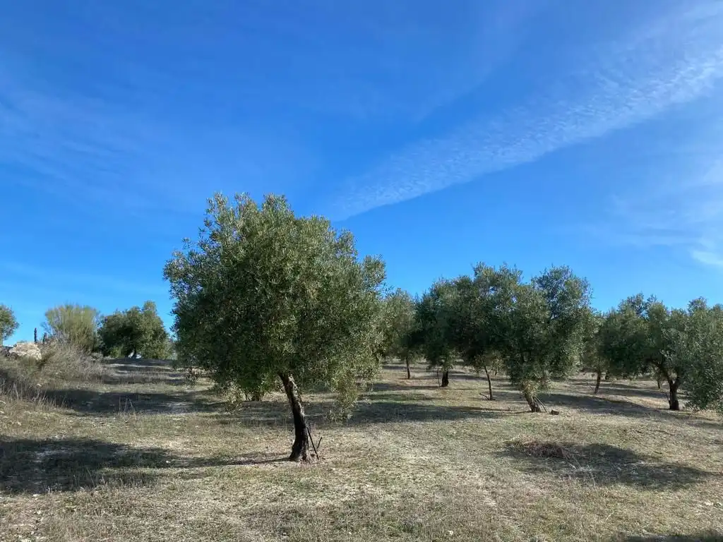 Terreny rústic en venda a Píñar, imagen 13