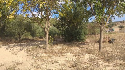 finca de 20 hect a 4 km de san  jose del valle , cortijo, nave etc., immagine 4