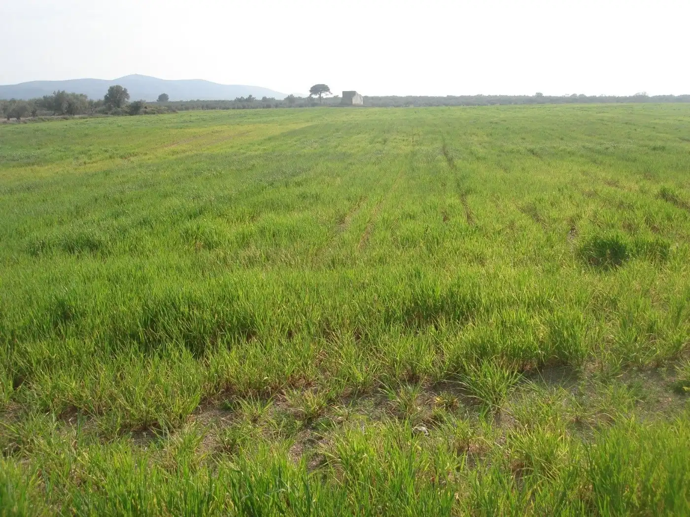Terreno rustico in vendita a Godall
