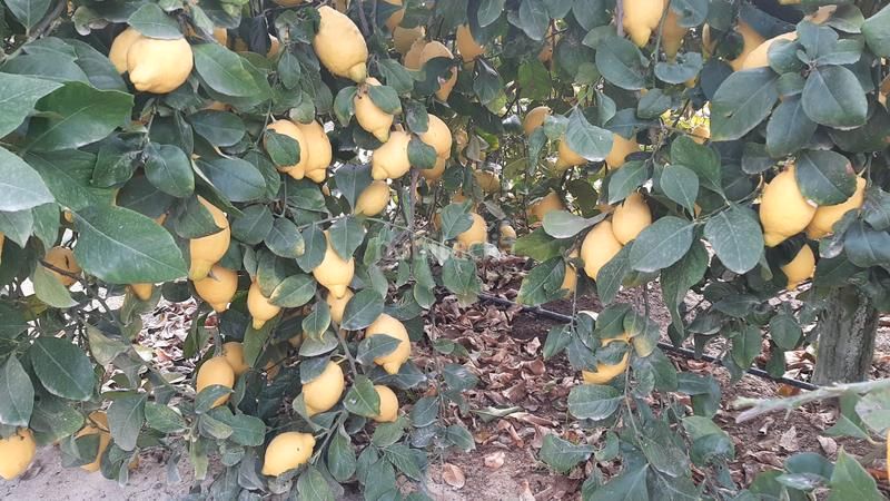 Garden of Land for sale in Alicante / Alacant