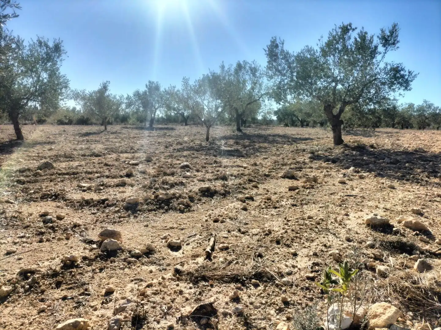 Terreno rustico in vendita a Polígono 7 Parcela 82 LOMA FERRER. NAVARRES (VALE 7, imagen 10