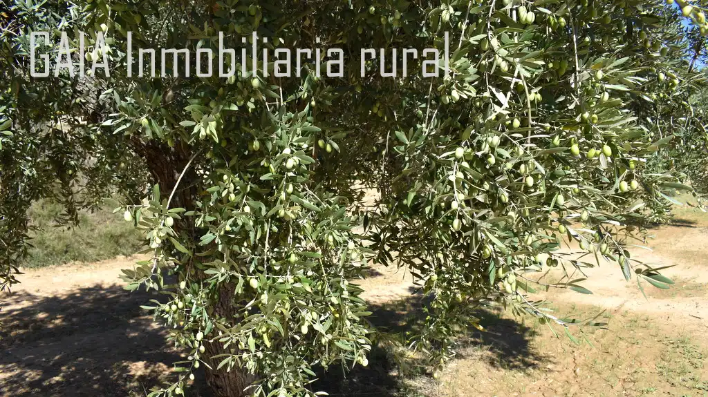 Terreni e lotti in vendita a Mazaleón, imagen 9