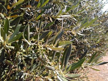 Rustikales Grundstück zum Verkauf in Baena