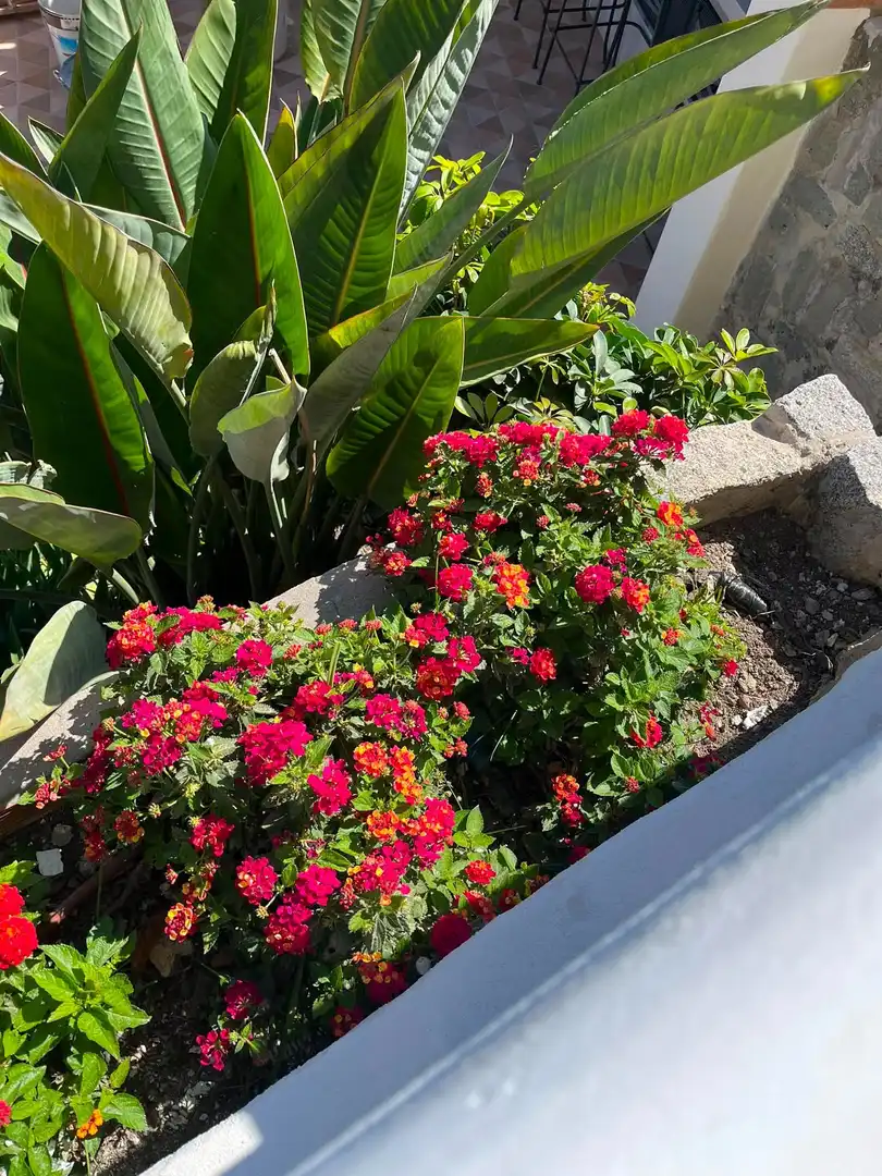 Jardín de Casa o chalet de alquiler en Málaga con Aire acondicionado, Jardín privado y Terraza