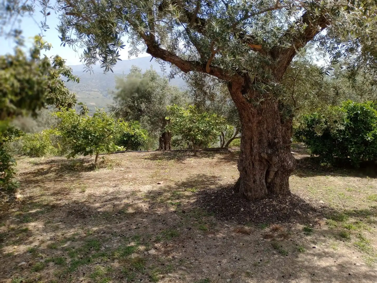 Terreni e lotti in vendita a El Valle, imagen 3