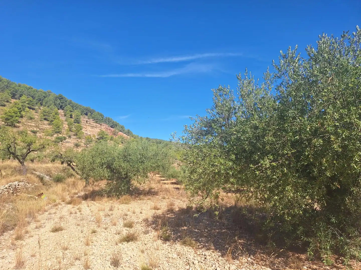 Terreny rústic en venda a Castalla, imagen 6
