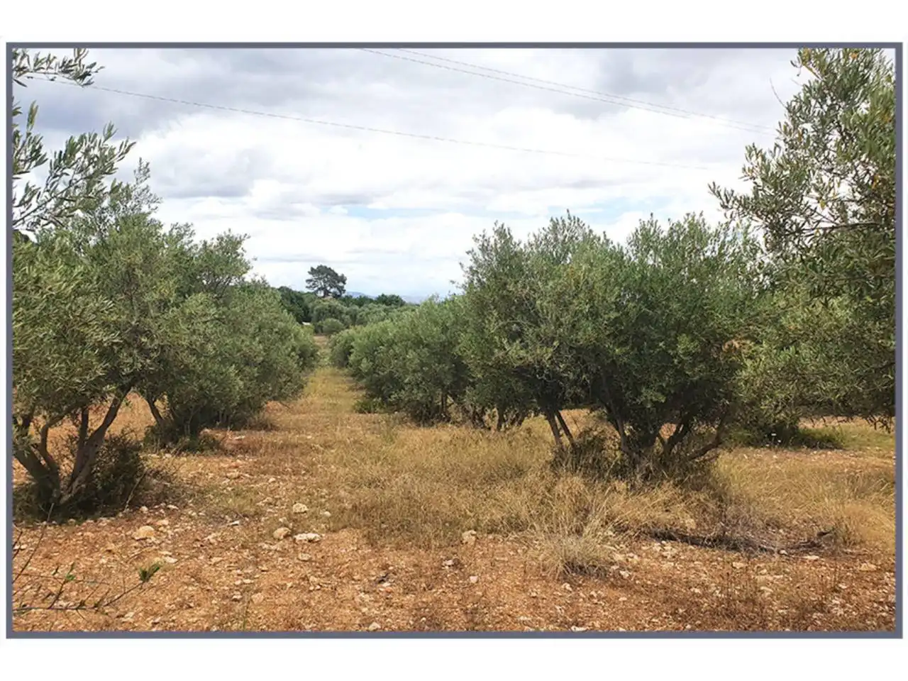Terrain rustique à vendre à Poligono 10 S/N
