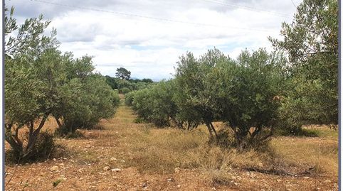 Terreno en venta en Selva