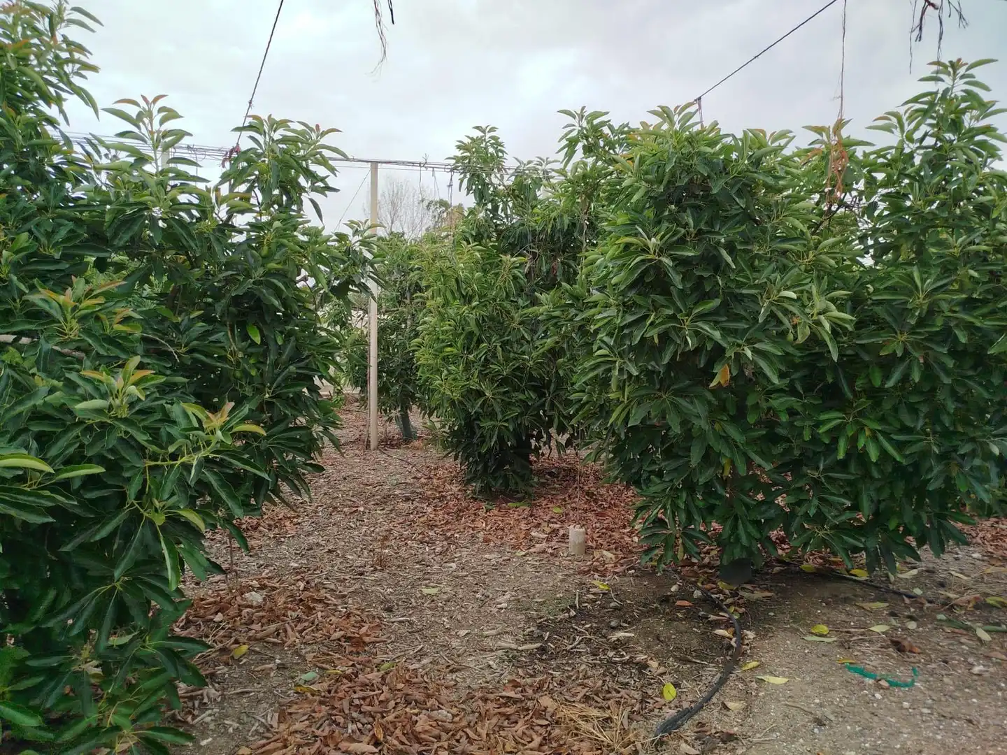 Terrain rustique à vendre à Vélez-Málaga ciudad, imagen 25