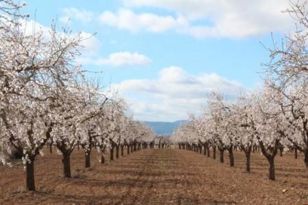 Außenansicht von Grundstücke zur Miete in Alcalá del Río