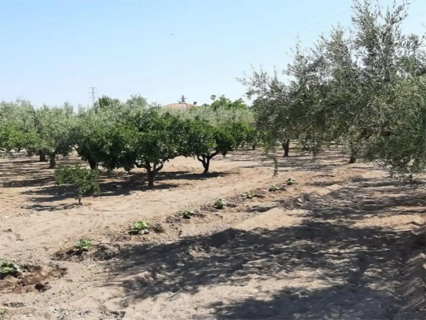 Finca rústica en venta en Ontinyent
