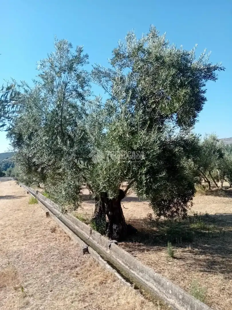 Rustikales Grundstück zum Verkauf in Úbeda, imagen 3