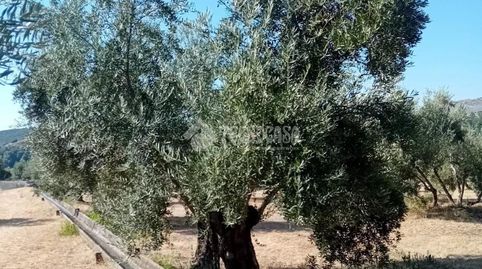 Terrenos en venta en Úbeda, immagine 3