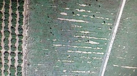 AMPLIO SOLAR RUSTICO DE REGADIO ZONA LAS BALSAS, immagine 2