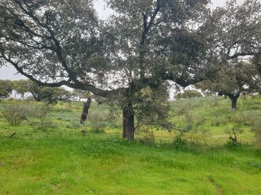 Terreno rustico in vendita a Parque de la Constitución 5a