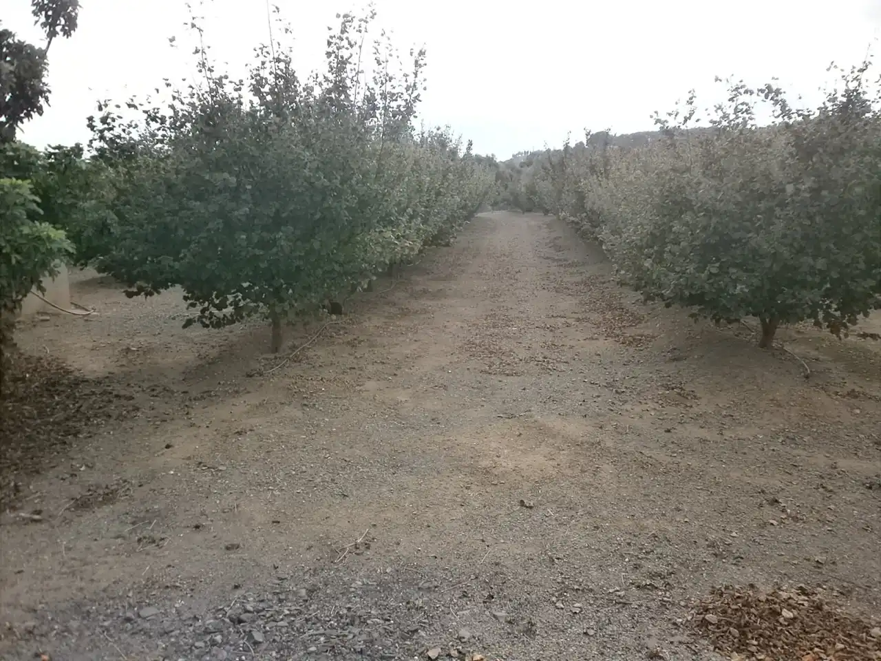 Rural land for sale in Carrer Pont del Cinto, imagen 14