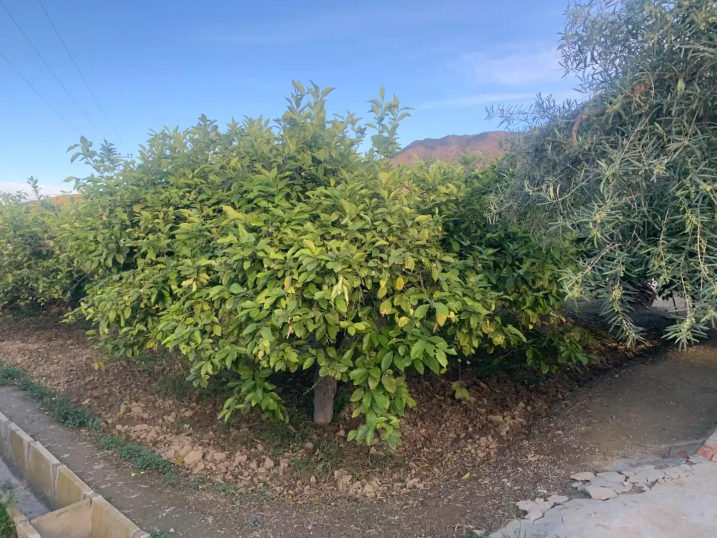 Terrenys i solars en venda a Pedanías Este, imagen 17