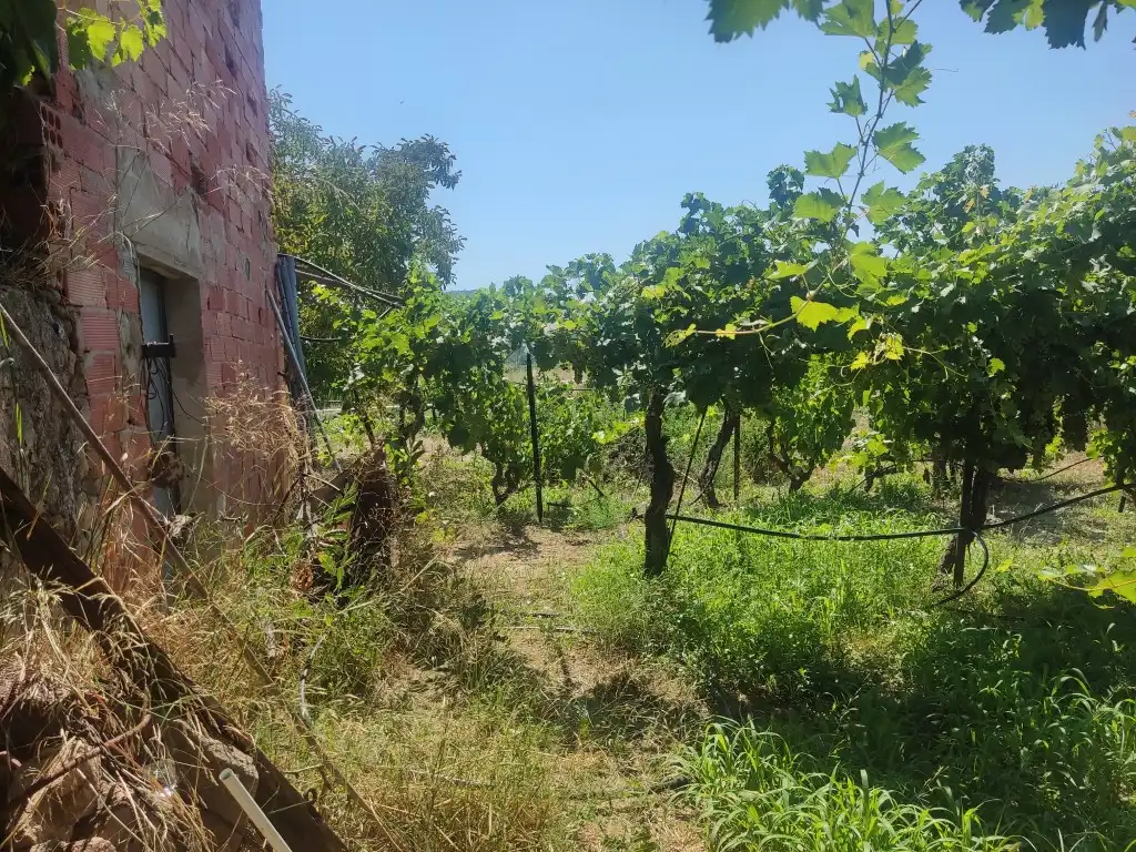 Rural land for sale in Ascó, imagen 6