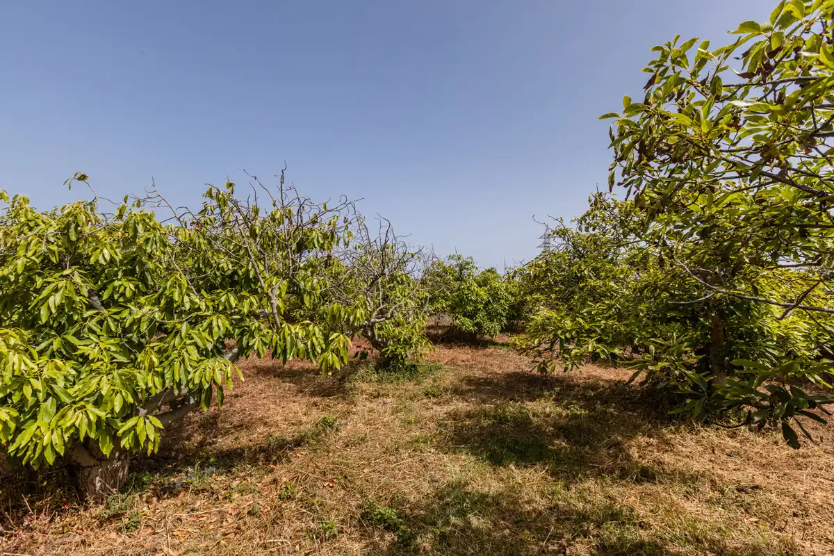 Country homes for sale in San Cristóbal de la Laguna  with Private garden, Terrace and Balcony