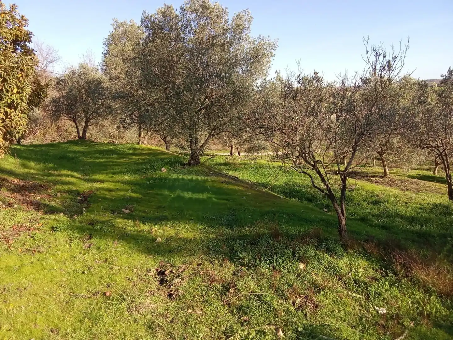 Land for sale in Losar de la Vera