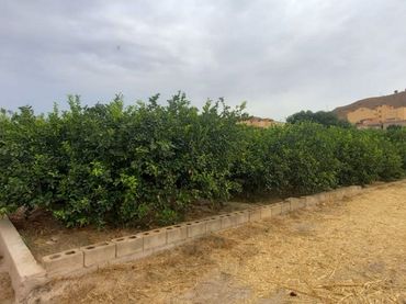 Terreno rustico in vendita a Pedanías Norte