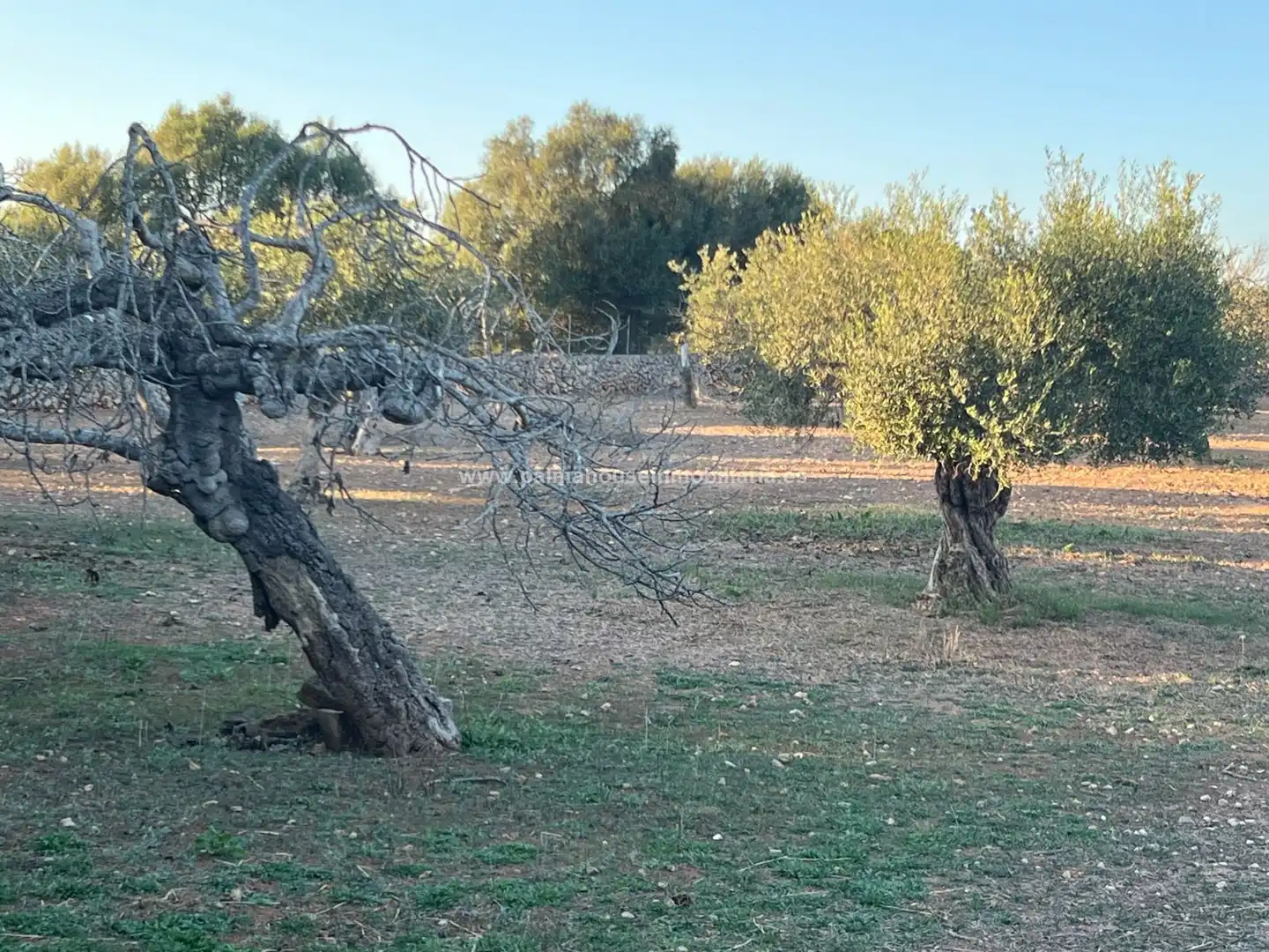 Terrenys i solars en venda a Maria de la Salut, imagen 11