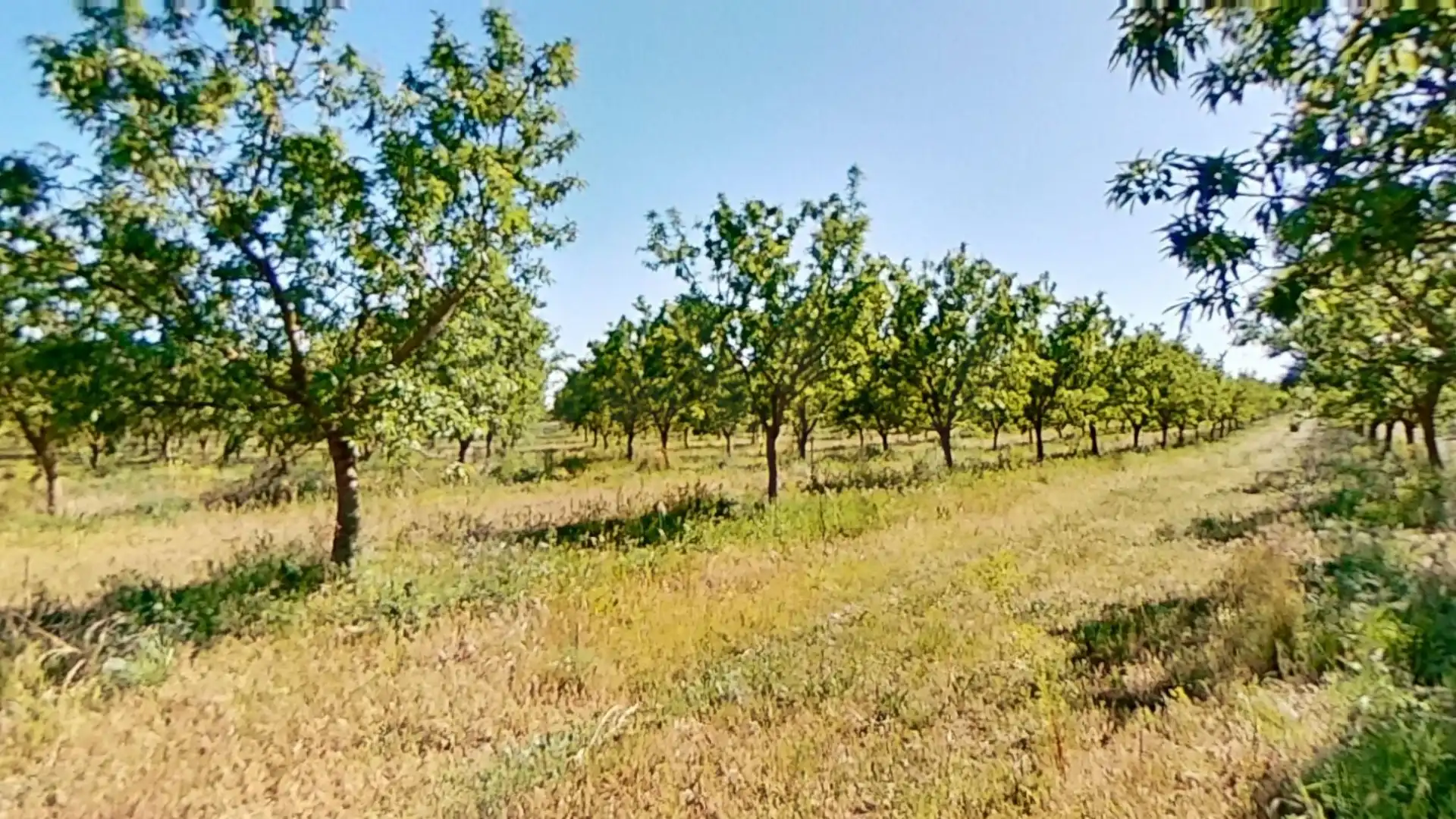 Terreny rústic en venda a Ulldecona, imagen 12