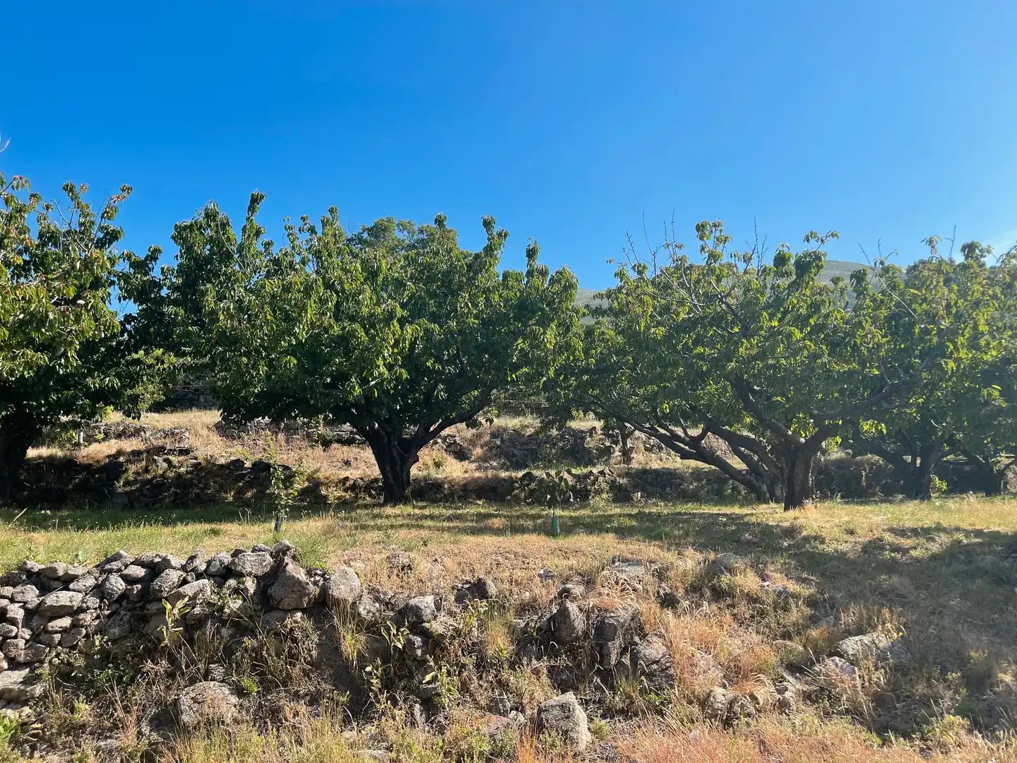 Terreni e lotti in vendita a Garganta la Olla, imagen 4