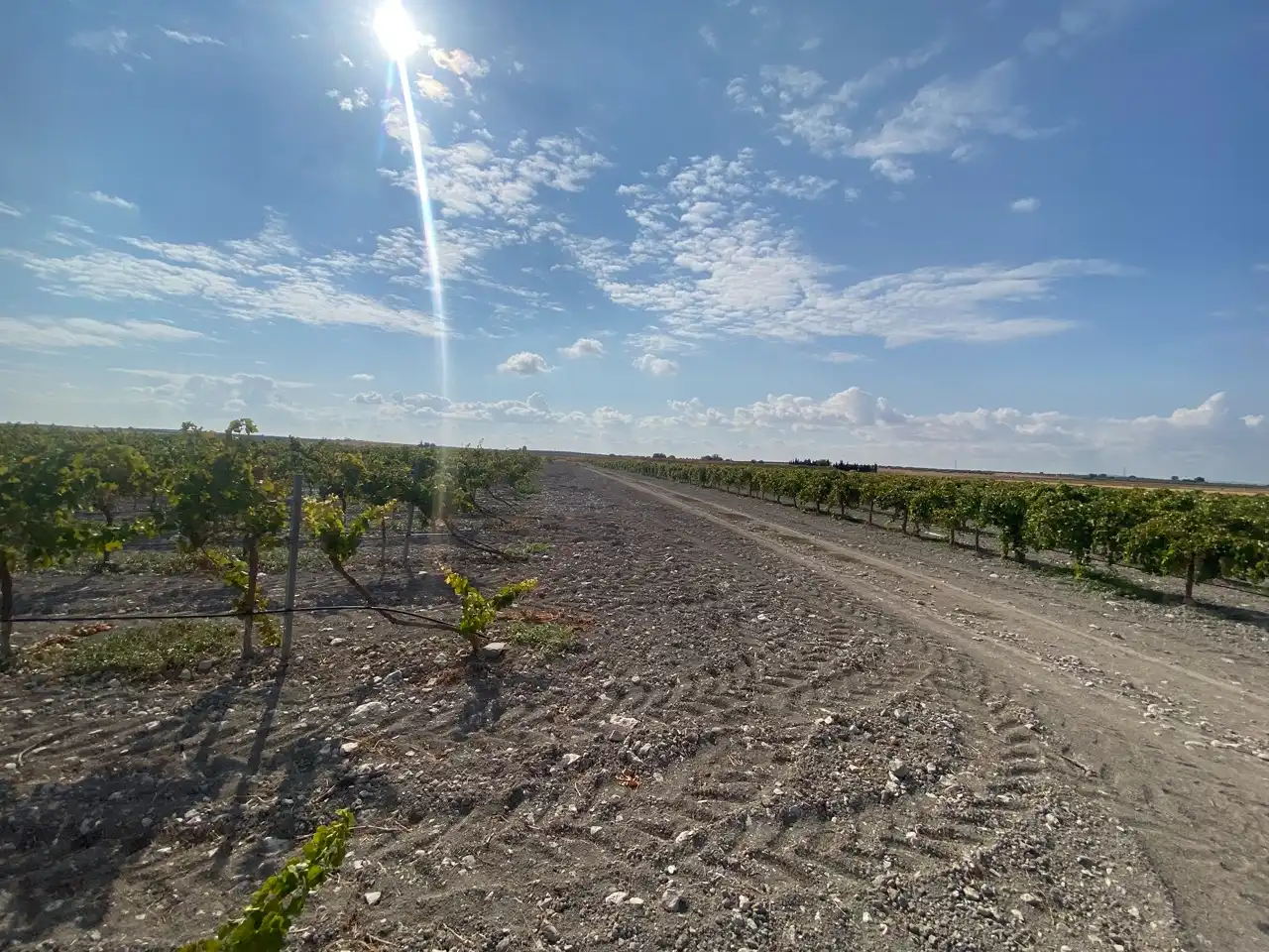 Terreny rústic en venda a Carretera Pozuelo de Calatrava 27, imagen 18