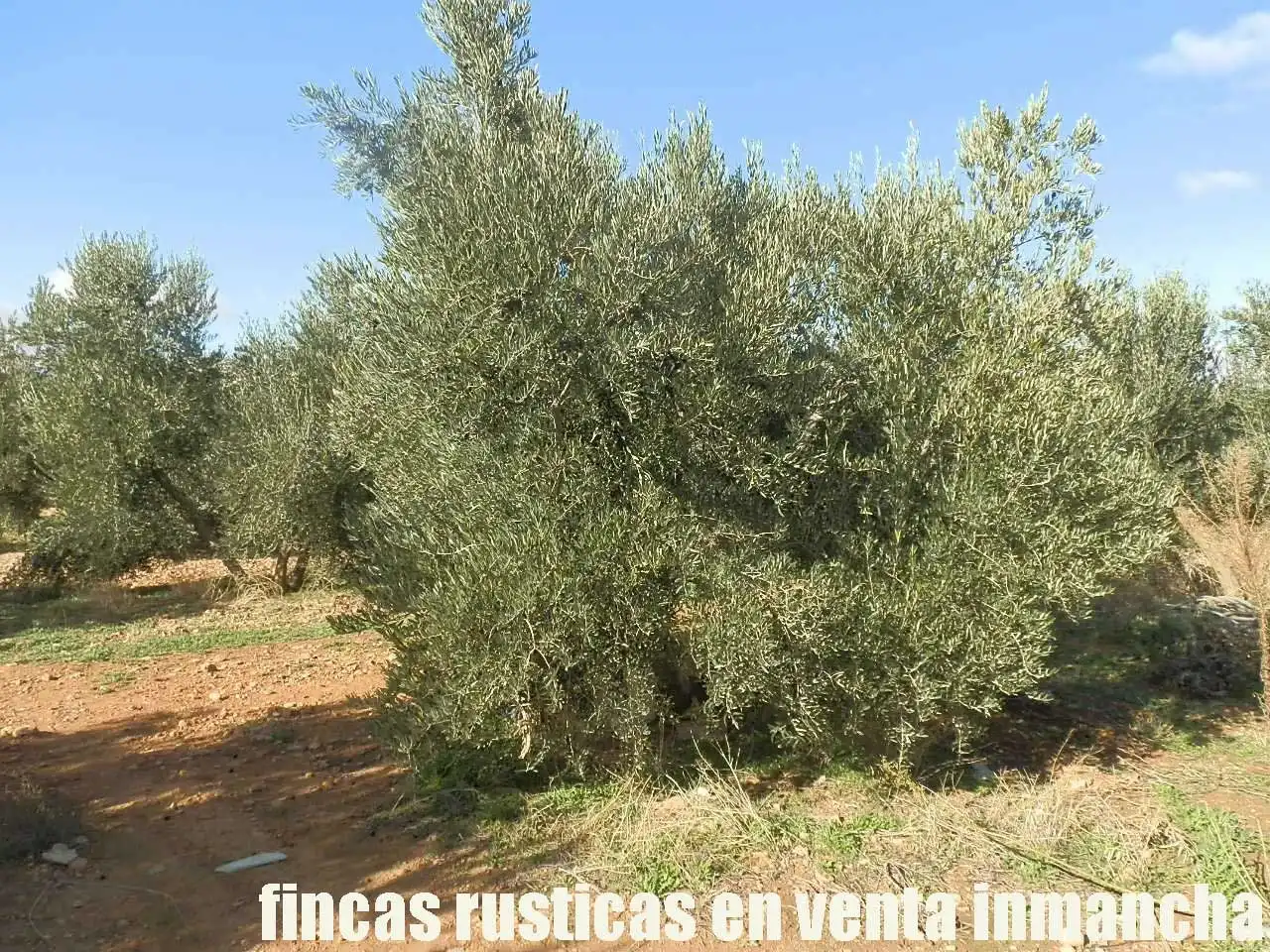Terreno rústico en venta en Tomelloso, imagen 20
