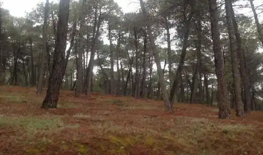Rustikales Grundstück zum Verkauf in Camino de Dílar a Gójar, imagen 3